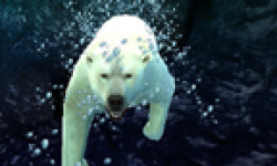Animal Resort head 5