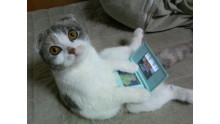 Chat-console-DS-nintendo