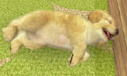 Nintendogs + Cats head 11