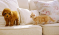 nintendogs cats screenshot 2011 01 19 head