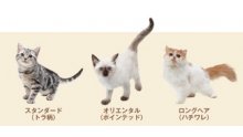 Nintendogs-+-Cats_6